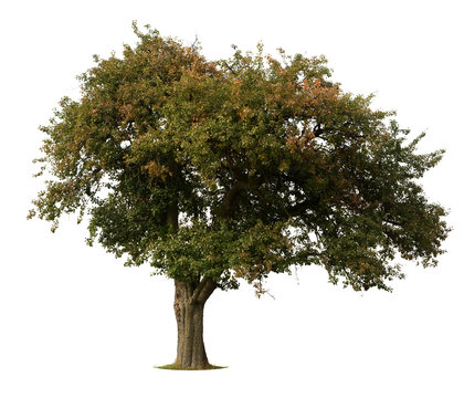 Apple Tree in early Fall isolated against white
