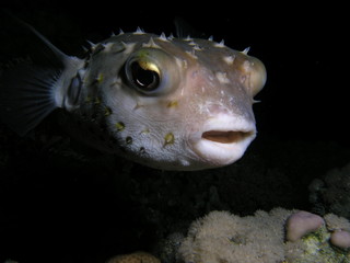 Puffer fish