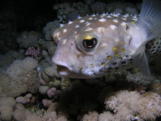 Puffer fish