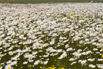 flower series: camomile meadow in the spring