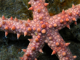 Red Sea star fish