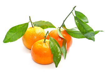 Three freshly picked clementines with leaves