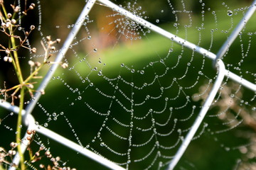 ein spinnennetz