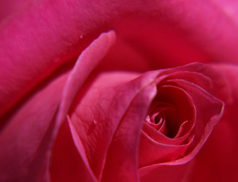 Close up of a cerise rose