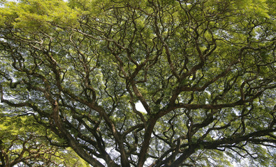 Hawaiian Rain Tree