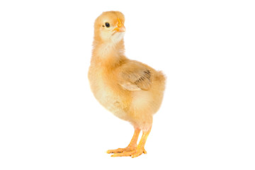 Yellow little chicken a over white background