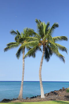 Coast of Kona Island with Palms on Black Volcanic Lava Soil, HI