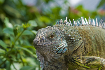 iguana