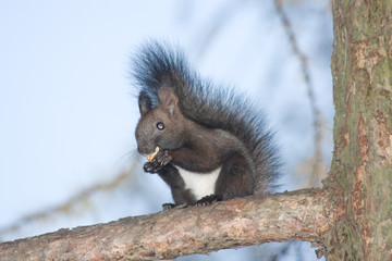 Squirrel