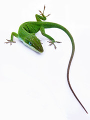 Fototapeta premium Lizard on white