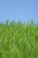 Fototapeta premium a healthy lawn