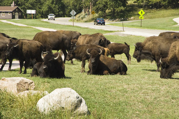 Tourists in Custer State Park in the Black Hills
