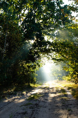 Fototapeta na wymiar sunlight in green forest