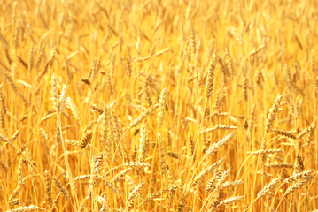 Wheat