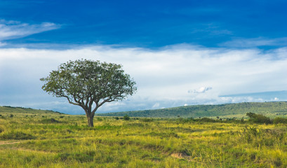 Fototapeta na wymiar krajobraz wsi, stoi drzewo w polu