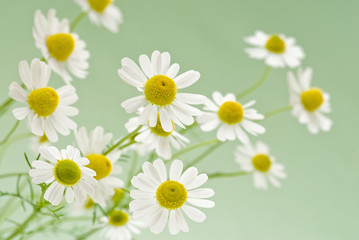 camomile flowers on a delicate green background