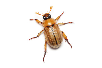 A Blitopertha Polyanor (beetle) isolated on white background.
