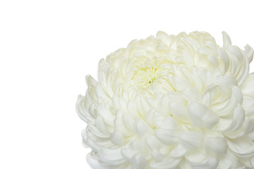 Beautifu white chrysanthemum