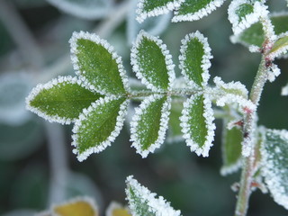 Snow frills