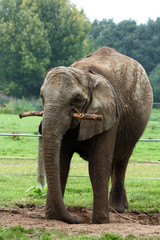 Fototapeta na wymiar afrikanischer Elefant