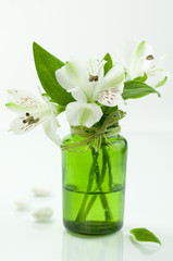 Green flowers and white stones on a white background