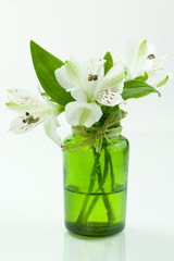 Green flowers and white stones on a white background