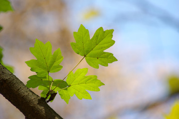 spring leaves