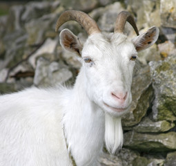 Beautiful Goat portrait with white long beard