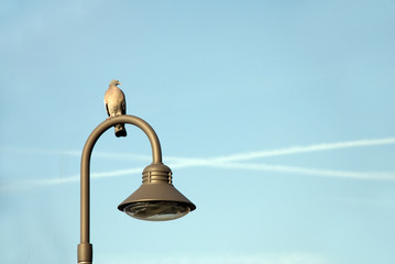 Watching The World Go By © CC29