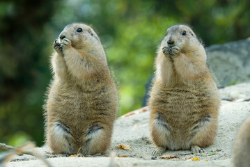 close-up of cute prairie dogs