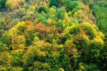 colorful autumn forest along the mosel river in germany