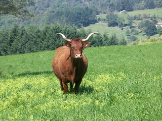 vache salers