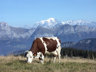 Fototapeta na wymiar Montbeliard krowa