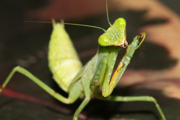 An African Mantis (Sphodromantis lineola) cleaning itself