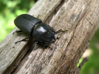 A minor stag beetle resting on an old branch