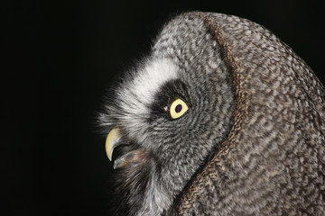 Bartkauz