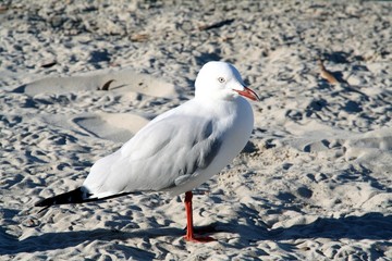 seagull