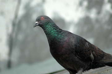 Pigeon