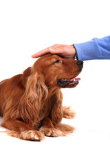 good boy! english cocker spaniel over white background