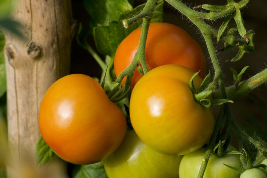 Tomaten