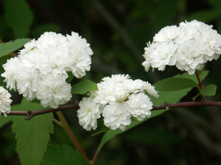 fleurs blanches d'aubépine