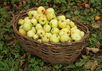 Apple basket