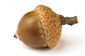 One brown oak acorn on white, shallow dof. © Mara Fribus