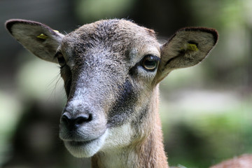 Mufflon-Weibchen