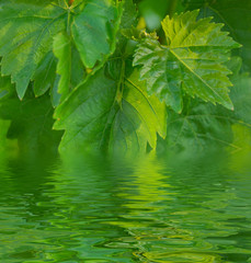 Plakat pattern of fresh spring green leaves of grape (vitis, vitaceae)