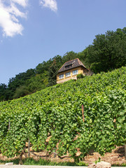 Fototapeta na wymiar Winnica w Miśni