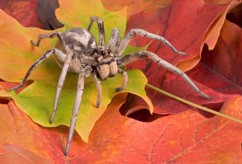 wolf spider crawling through fall leaves