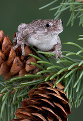 gray tree frog on pine cone