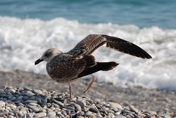 oiseau de mer