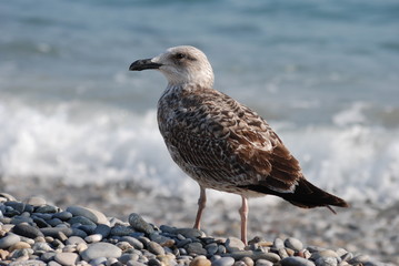 oiseau marin